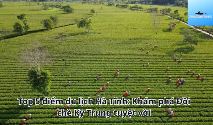 Top 5 điểm du lịch Hà Tĩnh: Khám phá Đồi chè Kỳ Trung tuyệt vời